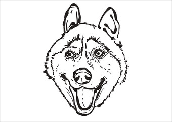 Sketch of Husky Dog. Vector Illustration