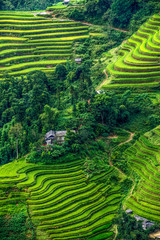 Beautiful rice fields on terrace of Hoang Su Phi country, Ha Giang province, North Vietnam. Rice...