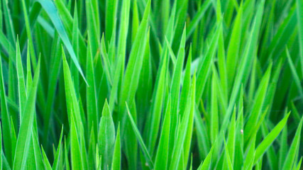 Fototapeta na wymiar Green grass, fresh grass, high green 