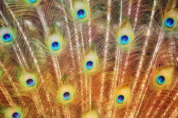 Obraz premium peacock with feathers