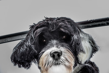 portrait of a black and white Portuguese Water dog