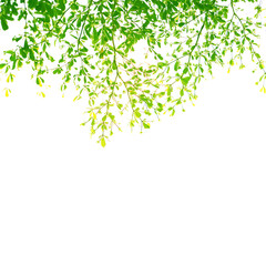 leaves leaf on white background.