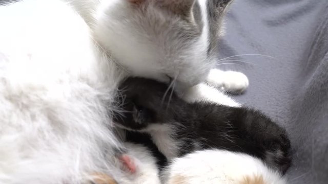 White cat licking his newborn kitten