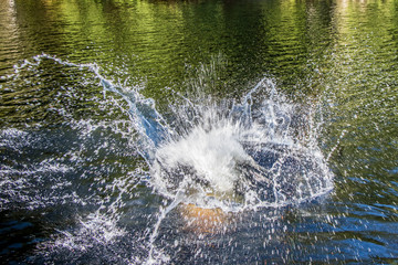 Splash in the water from a person jumping in a lake