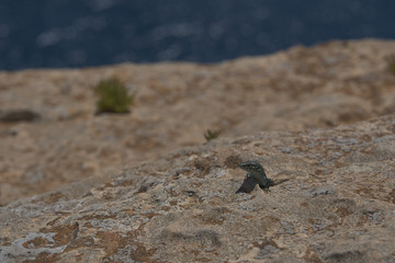Formentera 2019 - Lucertola