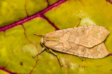 Banded Tussock Moth (Halysidota tessellaris)