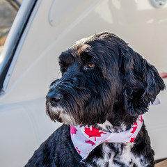 Portuguese Water dog wearing Canadian bandana
