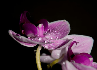 purple orchids with water drops