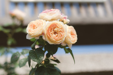 Spring outdoor blooming full bloom rose closeup，Rosa cultivars Floribunda