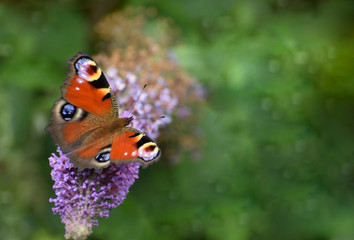 Peacock Butterfly Aglais io