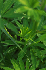 Green leaf texture. Leaf texture background