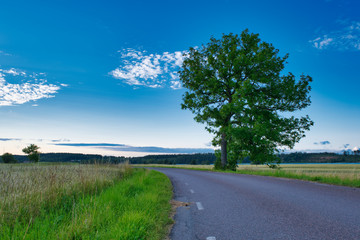 Oak trees stand beside an asphalt road with green fields on the sides and blue sky