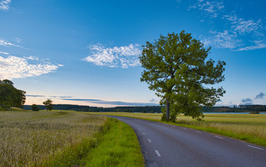 Oak trees stand beside an asphalt road with green fields on the sides and blue sky