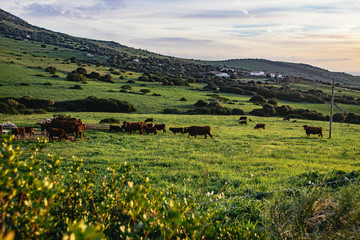 Obraz premium Herd of cattle grazing in a lush green pasture