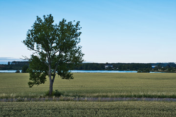 oak tree surrounded by yellow fields and a lake in the background