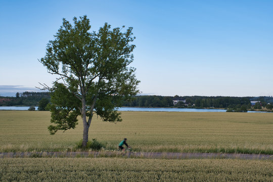 cyclist riding a country road surrounded by yellow fields and an oak tree behind it
