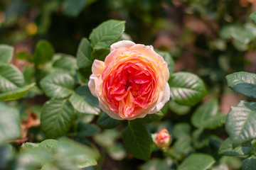 Spring outdoor blooming full bloom rose closeup，Rosa cultivars Floribunda