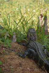 crocodile in water