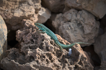 Formentera 2019 - Lucertola