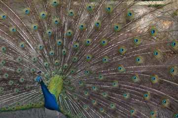 Naklejka premium peacock with feathers out