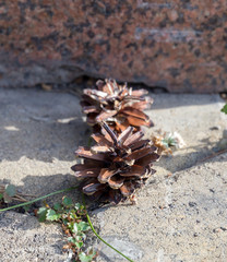 one pine cones on the sidewalk in the park.