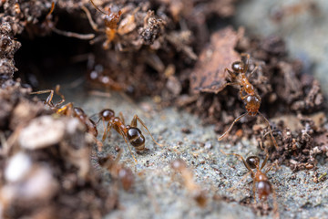 Pheidole megacephala, the invasive coastal brown ant (or, big-headed ant) at thier colony entrance