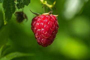 ripe raspberry on a bush on a green background