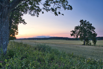 tree in the foreground and a tree on a field in the middle ground and sunset in the background