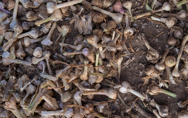 drying garlic in a cool dry place