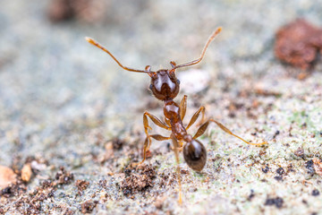 Pheidole megacephala, the invasive coastal brown ant (or, big-headed ant) on a foraging trail