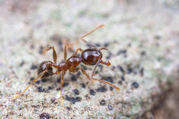Pheidole megacephala, the invasive coastal brown ant (or, big-headed ant) on a foraging trail