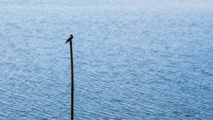 Little bird on stump in lake