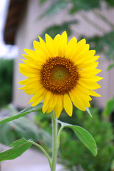 Sunflower blooming in the garden