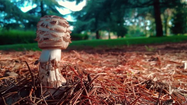  Seta Lepiota Rhacodes en un parque urbano entre hojas de pino y con fondo desenfocado 