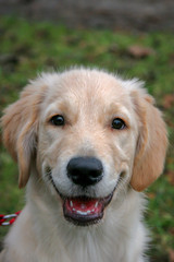 Portrait of a golden retriever dog puppy. The dog is happy contented and smiles. Mouth open, fangs visible. Green grass background blurred. Ears hang down.