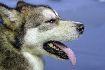 Portrait of a husky dog in profile. A dog with open mouth, fangs visible and tongue sticking out. Wool is fluffy, white and black. Background blue blurred. Isolated.