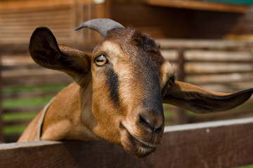 closeup portrait of a brown goat