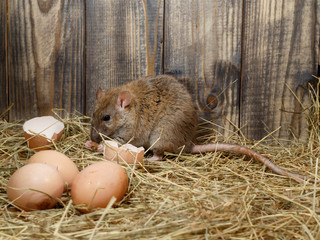 Close-up the young rat (Rattus norvegicus)  eats hen's egg in the chicken coop. Concept of rodent...