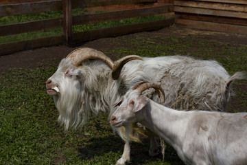 Obraz premium two white goats close up