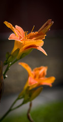 Summer orange  flowers blooming daylily