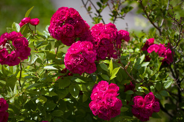 many pink roses on a blurred background