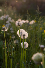 background with small white summer dandelions