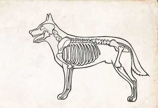 Drawing of a dog anatomy - Skeleton with Bones illustration