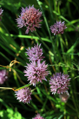 Small forest flowers