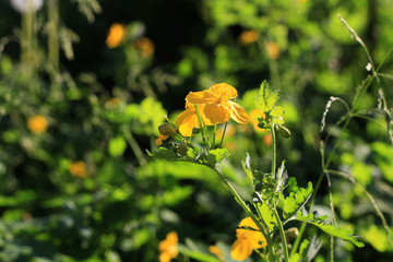 many small yellow flowers close up