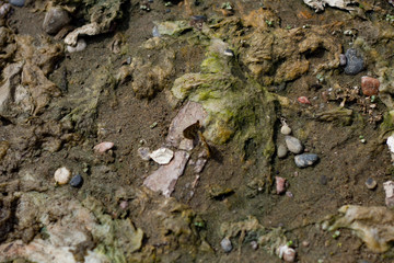 two butterflies on the sandy shore