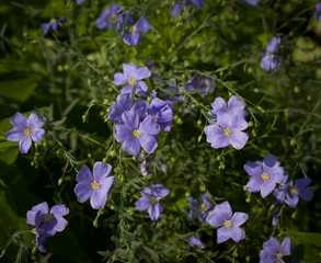 Fototapeta na wymiar blur in the colors summer flowers and garden