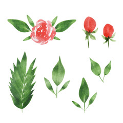 Set of watercolor roses and branches isolated on white background.Wedding flowers bundle. Flower collection of watercolor detailed hand drawn roses.