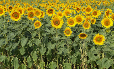 Beautiful bright colored sunflowers and green plants.