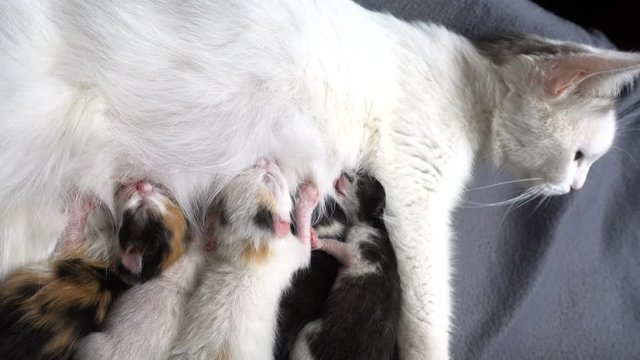 Newborn kittens with his mother